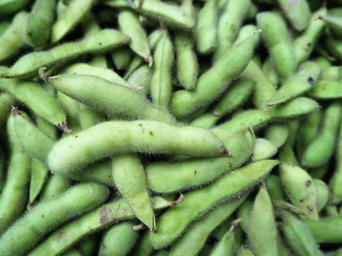 農(nóng)村大嫂巧種優(yōu)質(zhì)蔬菜，年收兩茬創(chuàng)收高，畝收益達(dá)1.2萬(wàn)元