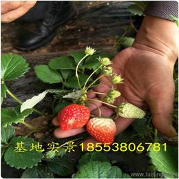 農(nóng)作物種子與種苗 價(jià)格、廠家與批發(fā)采購(gòu)指南